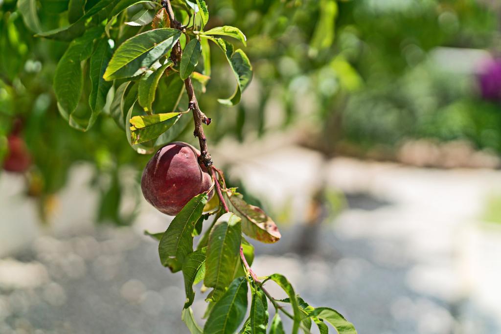 Agia Marina Villa Ariella מראה חיצוני תמונה